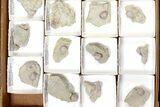 Lot: Blastoid Fossils On Shale From Illinois - Pieces #134137-1